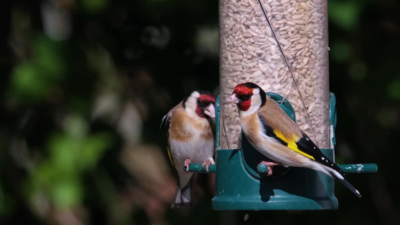 Goldfinch having an attractive colour and also rambling.