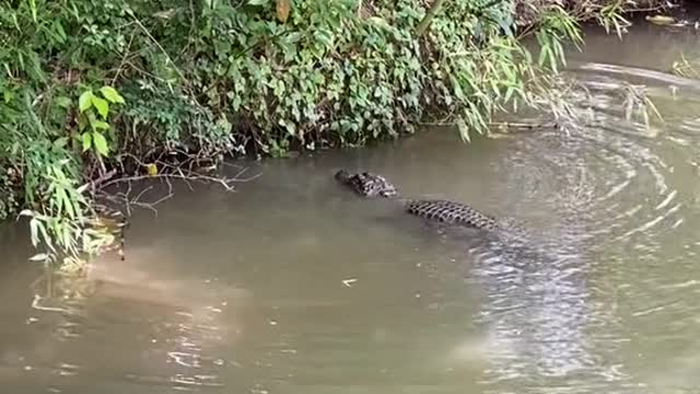 alligators