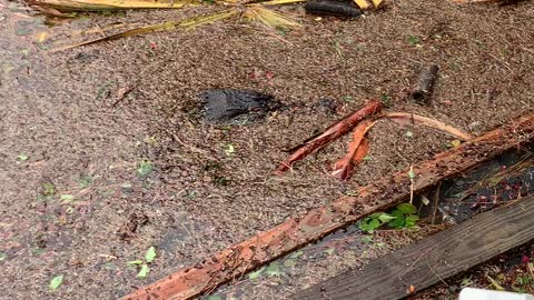 Alligator Surprise During Hurricane Ida Flooding