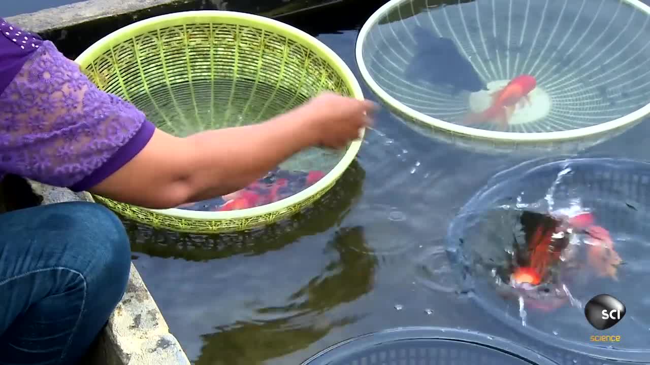 Aquarium Fish | How It's Made