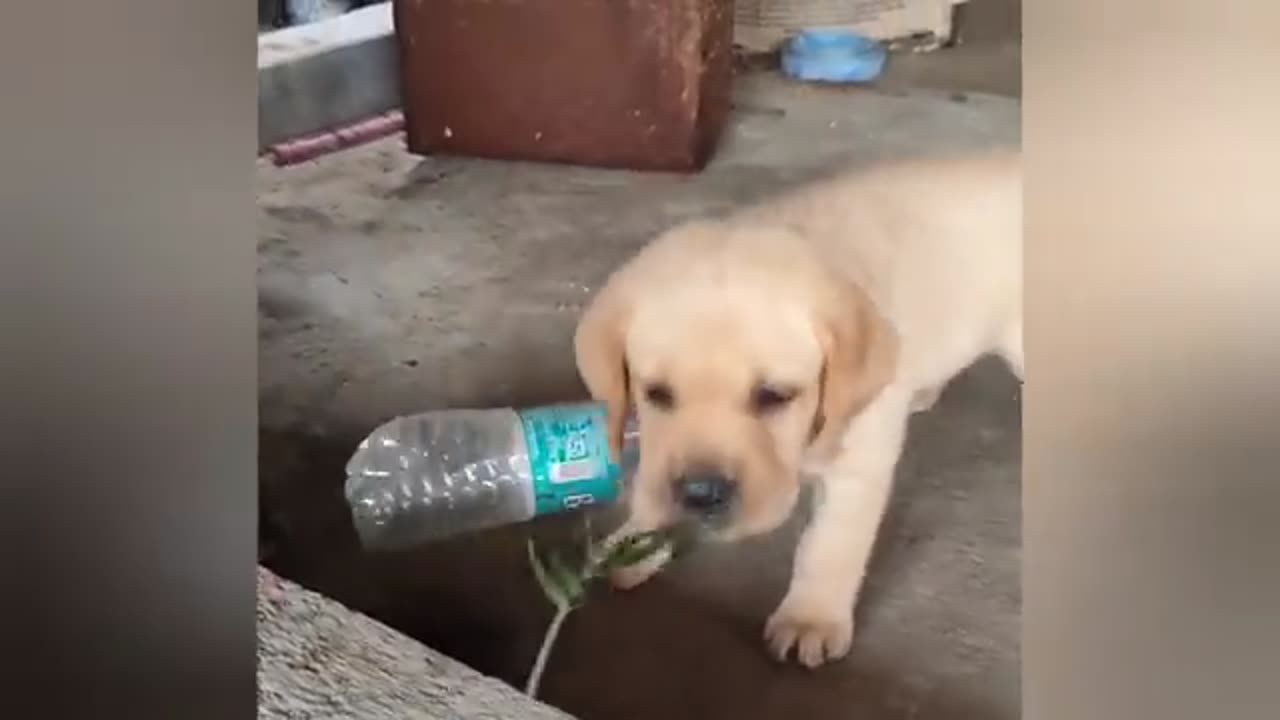 Labrador journey