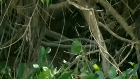 Leopard fishing in a river catches a crocodile.