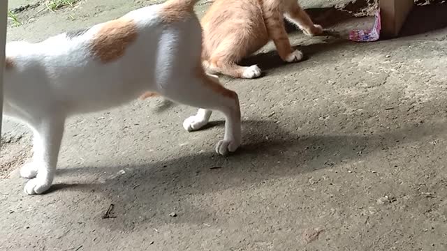 Cat vs cat 🤜🤛