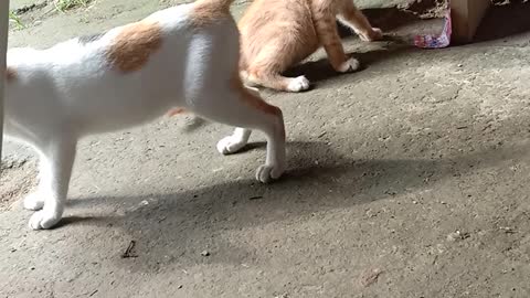 Cat vs cat 🤜🤛