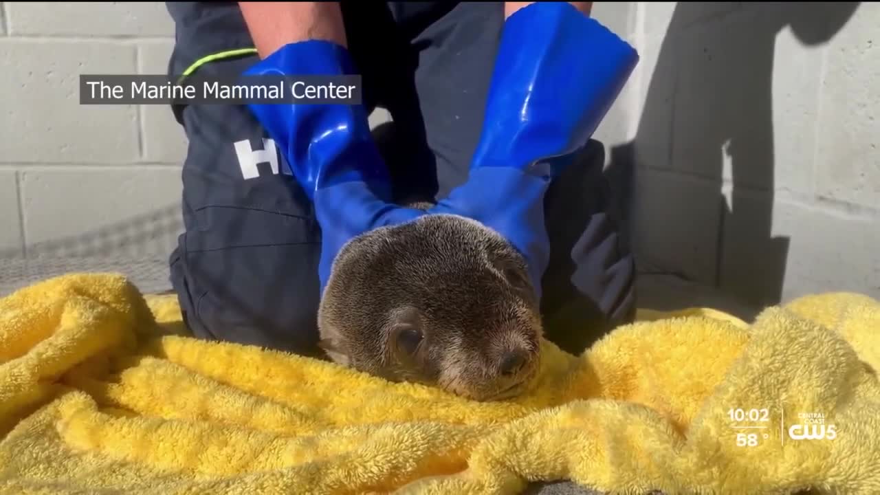 Morro Bay marine animal rescue center in urgent need of new volunteers