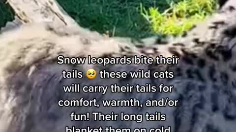 Snow leopards bite their tails o these wild cats