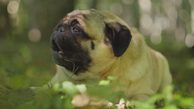 A Pet Pug Eating Outdoors In The Grass