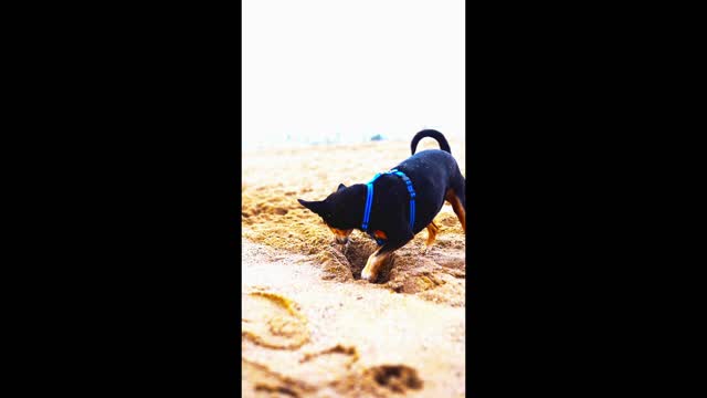 Look what this naughty Dog found in the Sand