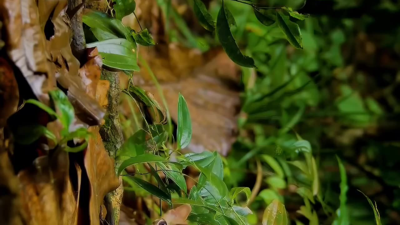 Cute wild kitten 🐱 and nature 🌿🍃