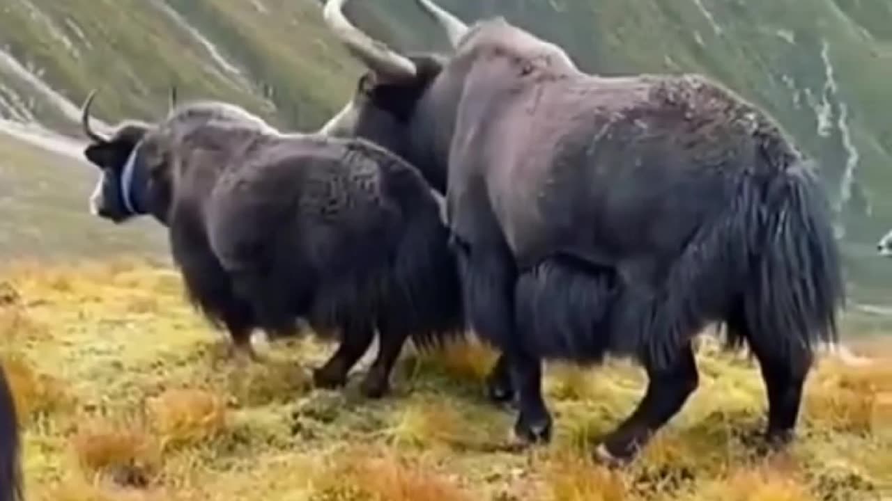 Yak at Mountains