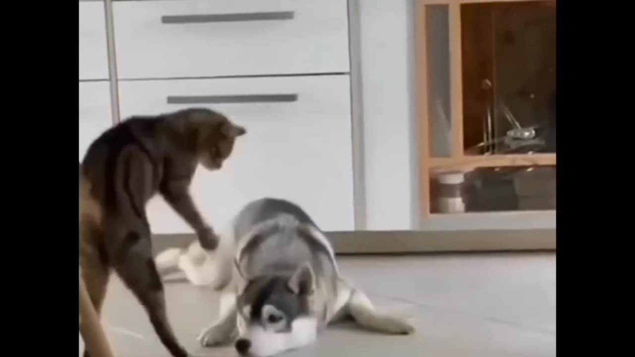 Unlikely freindship cat and dog cute 💕💕 love