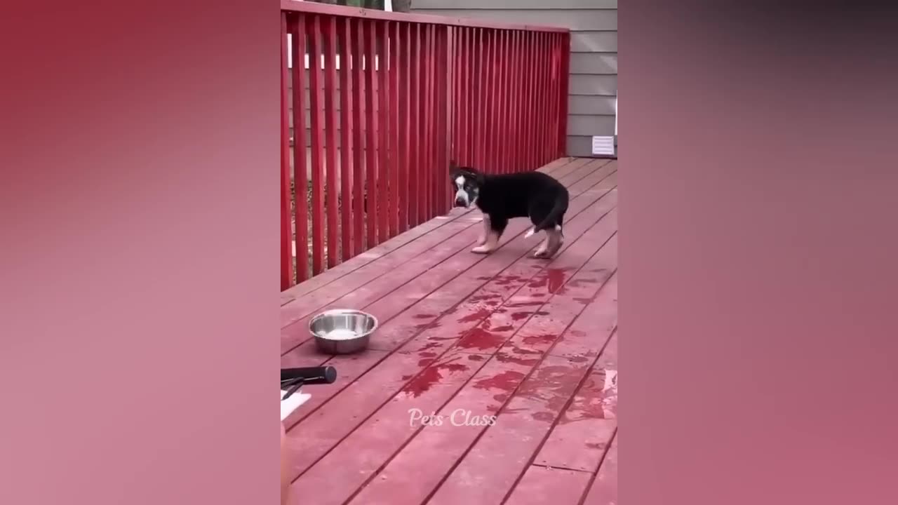 Funny animal videos 2023