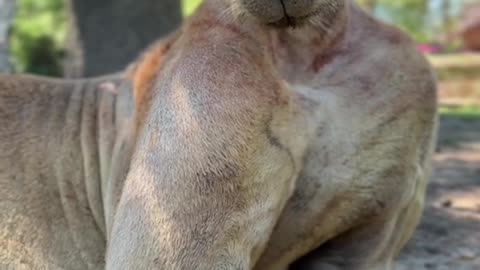 Watch the ears. Do you say I look like a gonzo