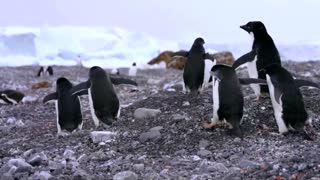 How krill fishery threatens Antarctic wildlife