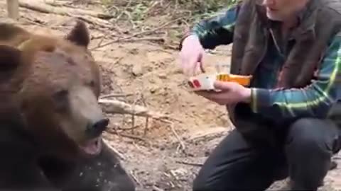 Bears, which usually dig in trash… refuses to eat poisonous McDonalds so called 'FOOD'