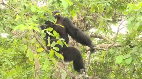 See How a Lone Chimp Finds Solace With His Human