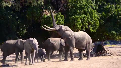 ELEPHANT SOUNDS FOR KIDS - Learn Trumpeting, Rumbling, and Roaring Sound Effects of Elephants-10