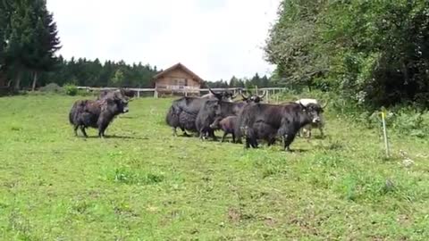 Yaks running
