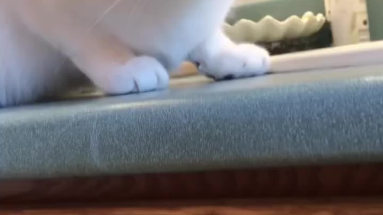 Little Kitty Become Cashier