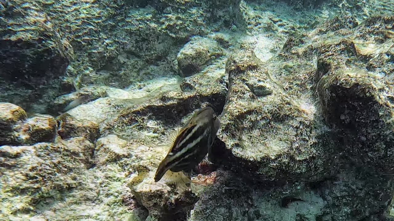 Orangespotted Filefish