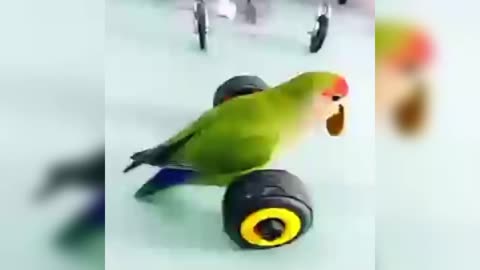 Cute parrot 🦜 funny video