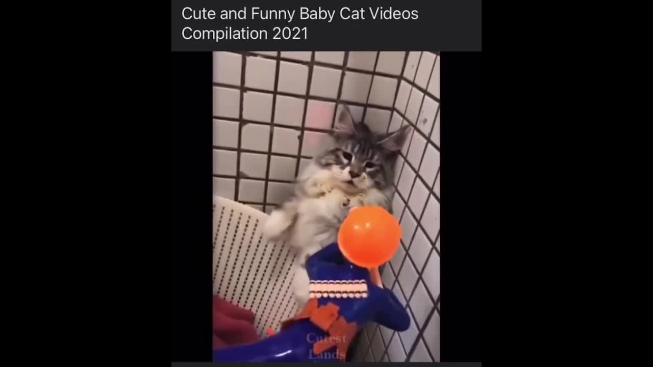 Cats Funny Videos - Cute Cats - Crazy Cats S2 S2 S2