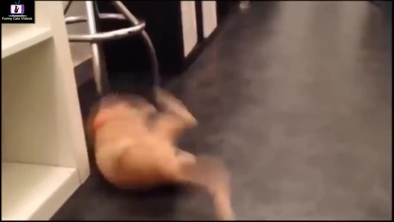 Funny cat 😺 videos 😂😂😂😂