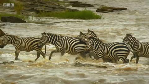 Shani the Zebra's incredible escape from ferocious crocodiles - BBC