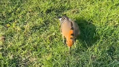 Beautiful and dark birds