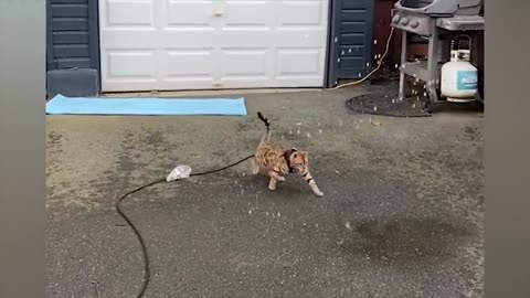 Try not to laugh - impossible