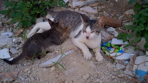 Cat mother is feeding her babies 👶