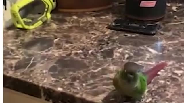 This parrot has got quite some funky moves!