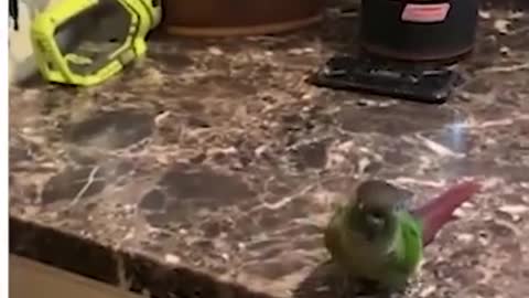 This parrot has got quite some funky moves!