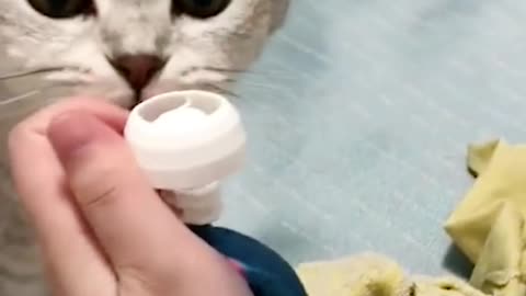 This cat really knows milk for him