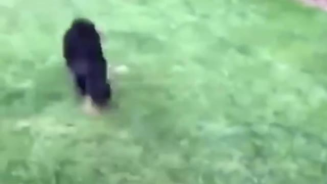 Funny dogs and cats videos