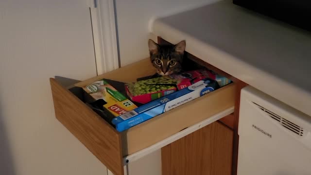 Ghost Drawer or Sneaky Kitty