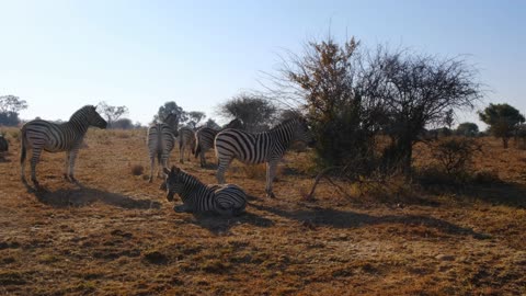 Zebra's family and their kid's 🦓