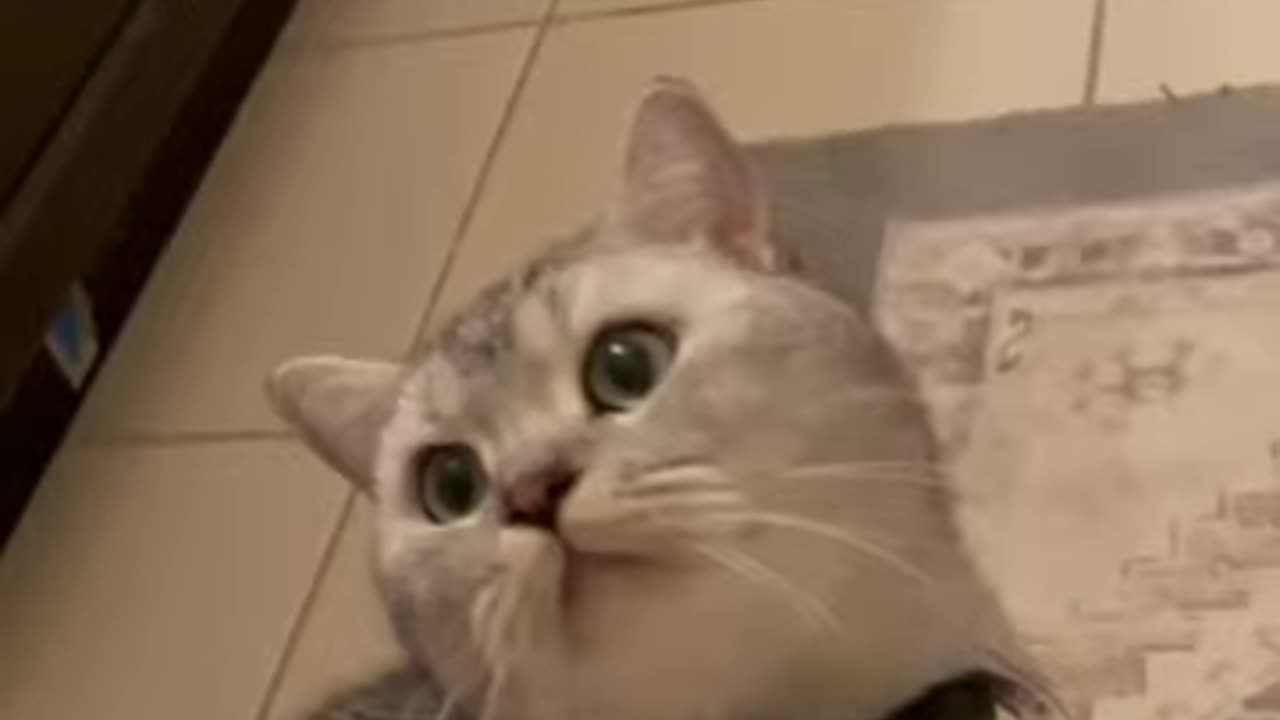 cute cat funny video🤣 2024#cuteanimals ##viral #funnyvideo #trending👍🏻❤ #reels#pets#cet