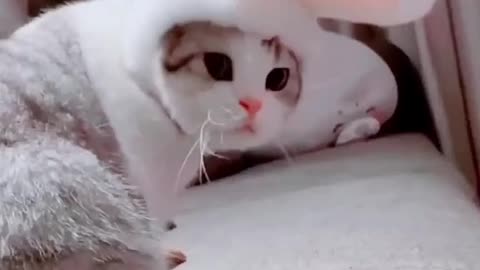 Naughty cats || Cute cat🐈