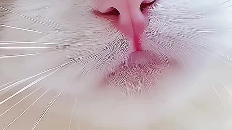 SO CUTE CAT