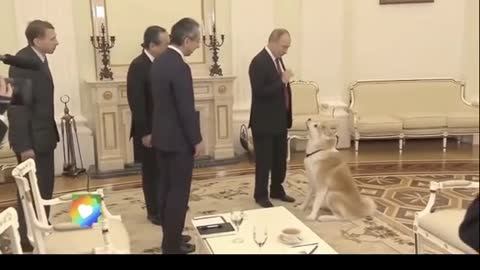 “Putin ”Enjoys Time with his Japanese Dog