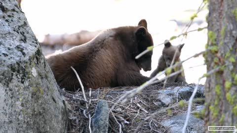 Mother Black Bear & Her Adorable Bear Cub in Sequoia National Park - California