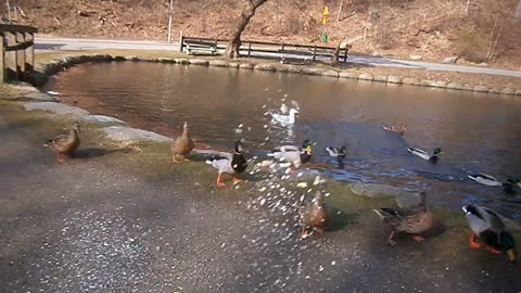 Matar fåglarna vid Pålsjödammen. Helsingborg 17 Mars 2015