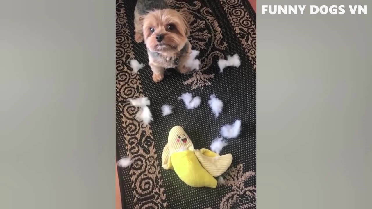 FUNNY ANIMALS #3