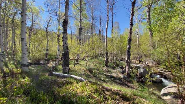 Spring in the Eastern Sierra