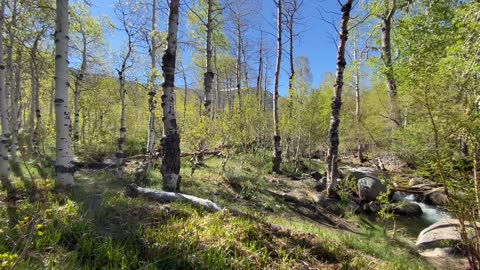 Spring in the Eastern Sierra