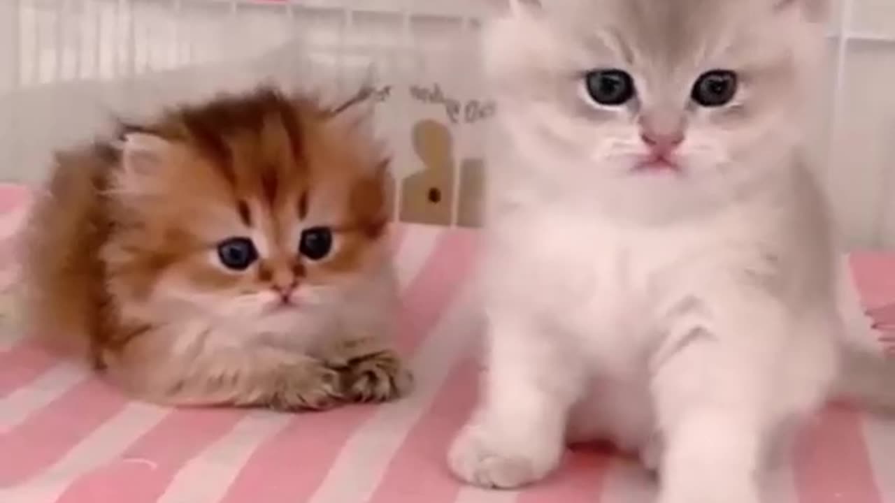 🐱Funny Cat Videos | Cute Cats | Try not to Laugh |