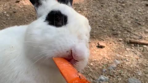 rabbit eating carrots