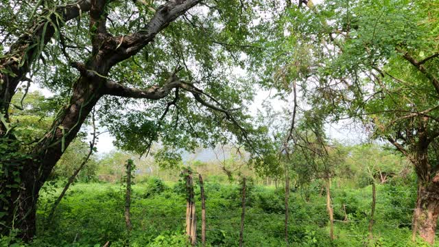 Walking Playa Las Penitas Beach, Rain, and Wooded Area | Vlog 22 October 2022