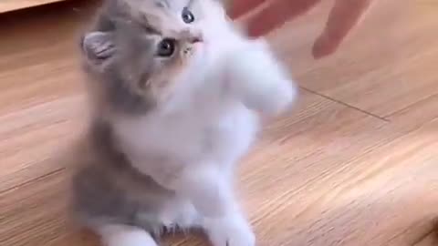 Cute kitten playing with finger.